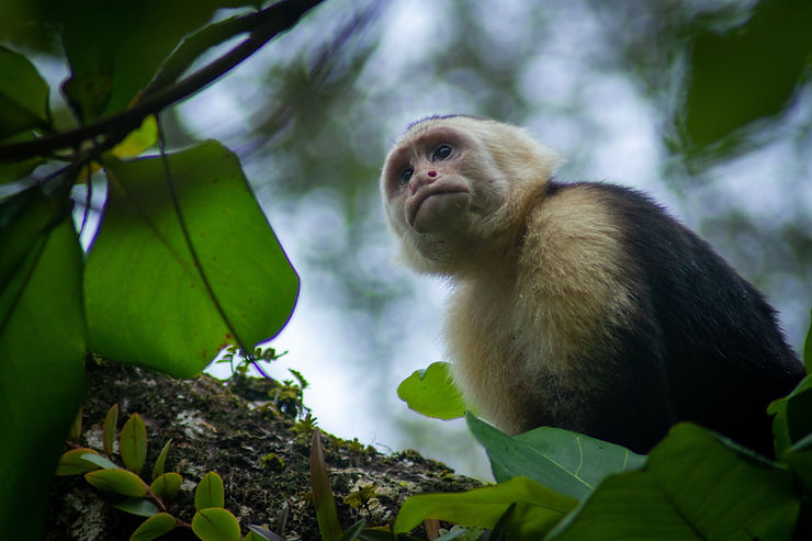 Capuchin monkey, spotted at Manuel Antonio National Park