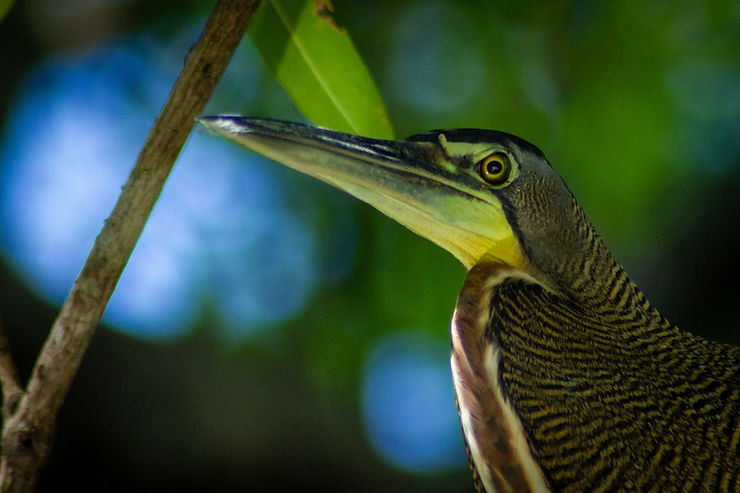 Tiger Heron bird, Quepos