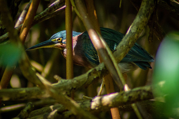 Blue-backed Heron bird, Quepos