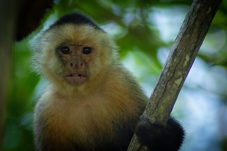 Capuchin Monkey