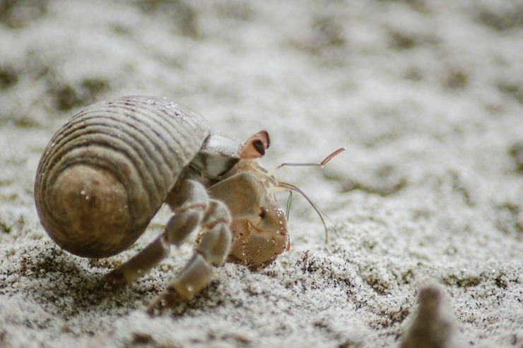 Hermit crab, Manuel Antonio National Park, Quepos