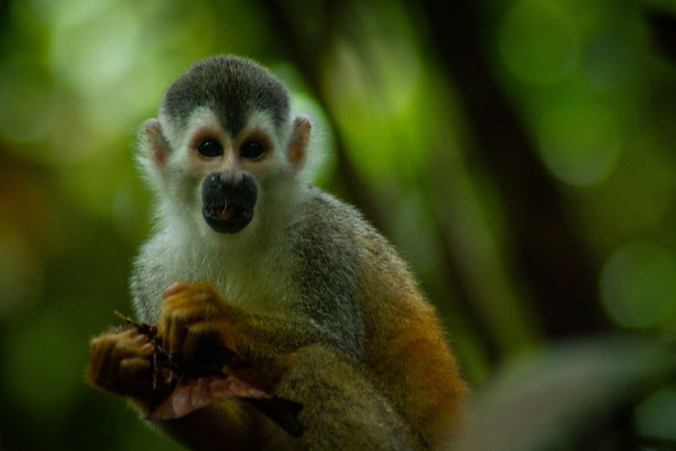 Squirrel Monkey, Manuel Antonio National Park, Quepos