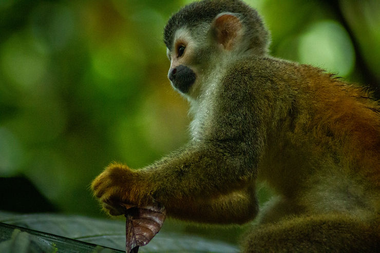 Squirrel Monkey, Manuel Antonio National Park, Quepos