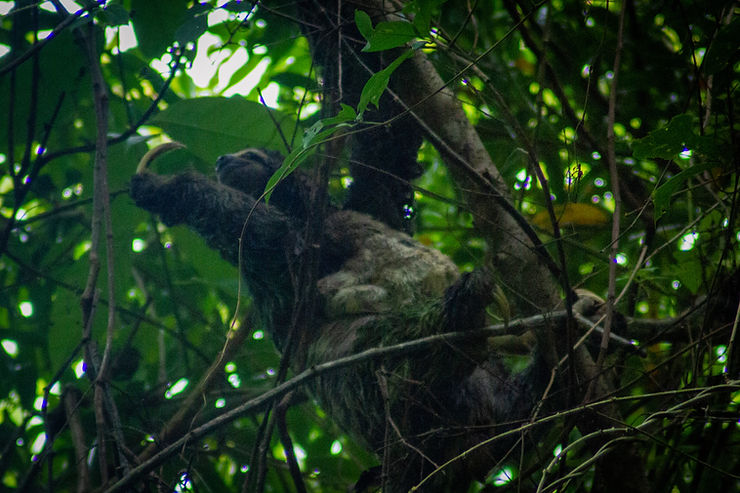 Sloth and baby sloth, Manuel Antonio National Park, Quepos