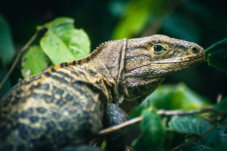 Iguana, Quepos