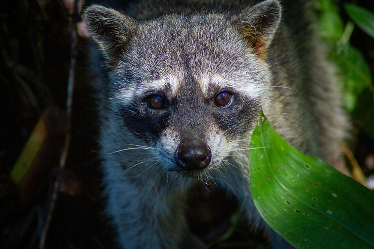 Racoon, Quepos