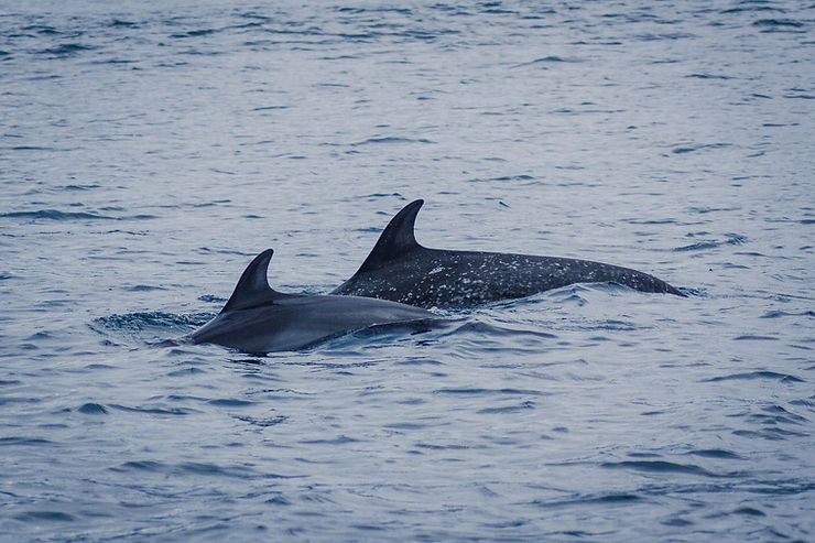 Spotted dolphins, Uvita