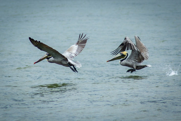 Brown Pelicans, Uvita