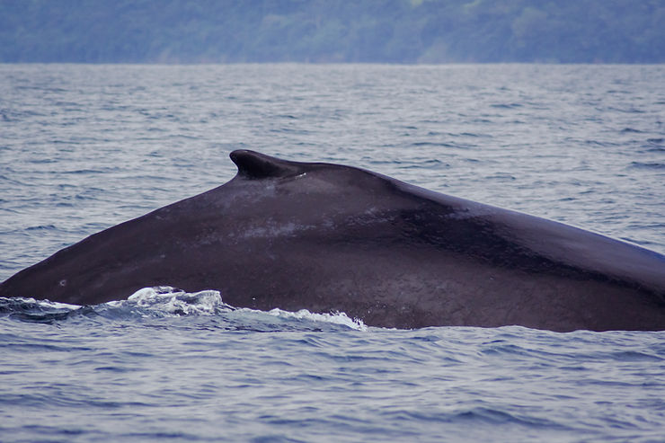 Humpback whale, Uvita