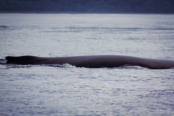 Humpback whale, Uvita