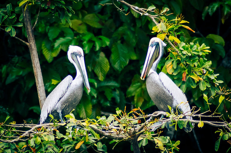 Pelicans