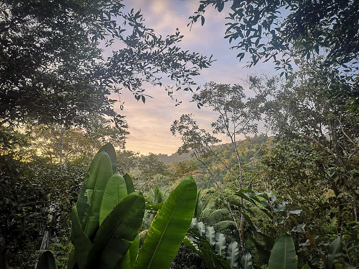 Jungle view