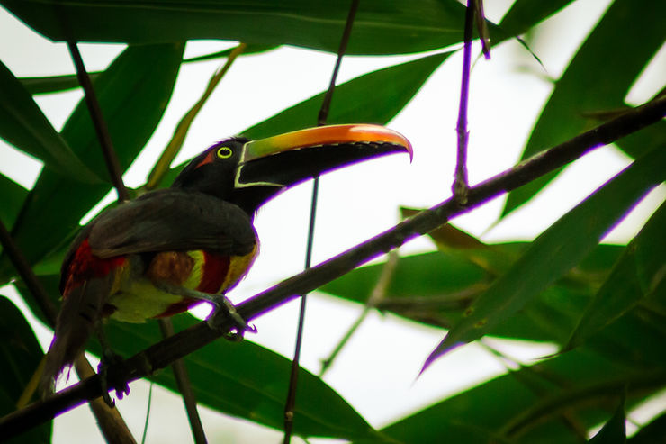 Yellow-bellied Toucan, bird, Uvita