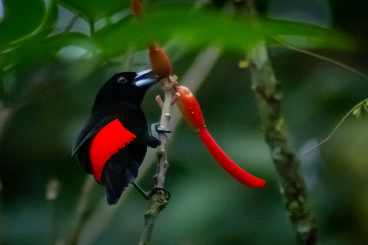 Scarlet-rumped Tanager, bird, Uvita