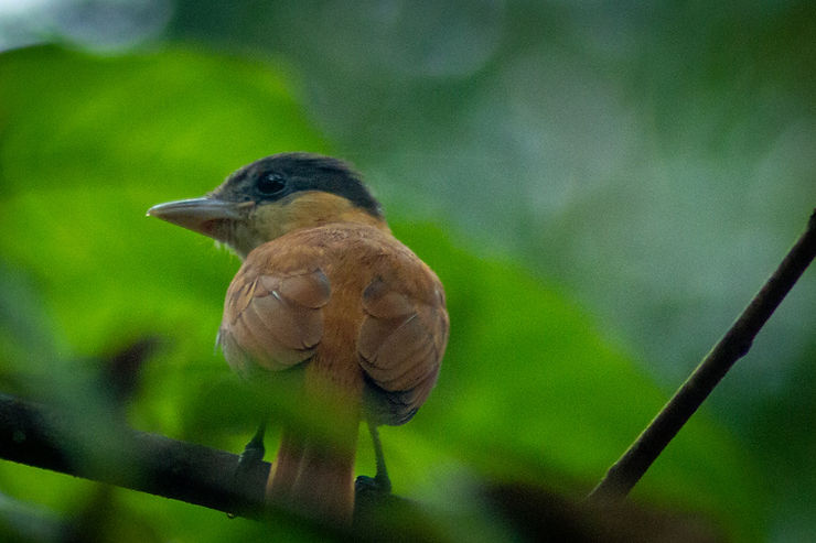 Female tanager, bird, Uvita