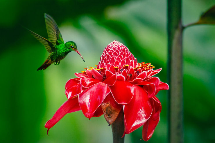 Roufus-tailed Hummingbird