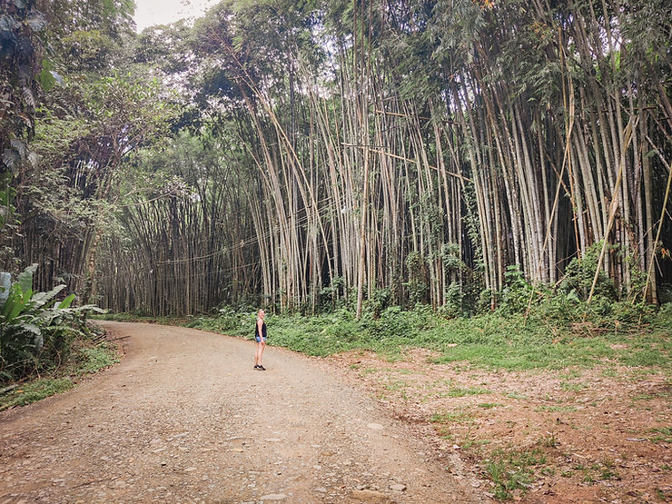 Bamboo forest, Uvita