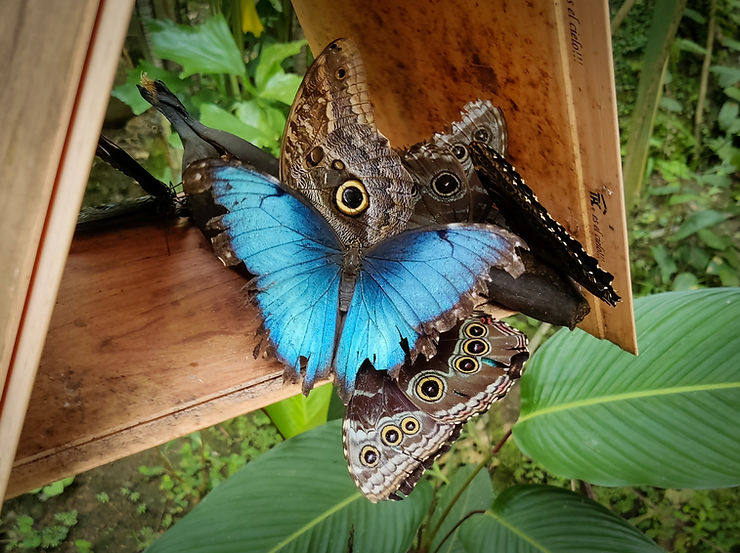 Blue morpho butterfly