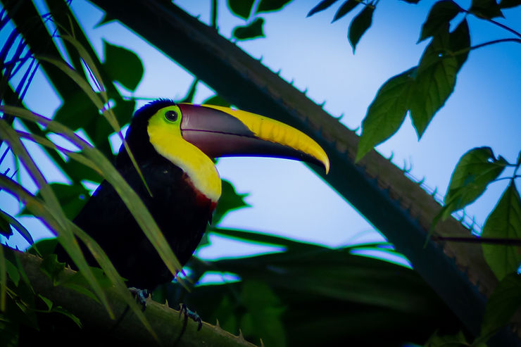 Toucan, Corcovado National Park, Drake Bay