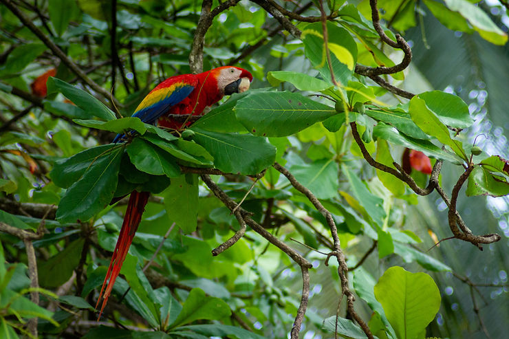 Scarlett Macaw, Corcovado National Park, Drake Bay