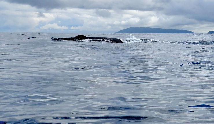 Humpback whale, Cano Island