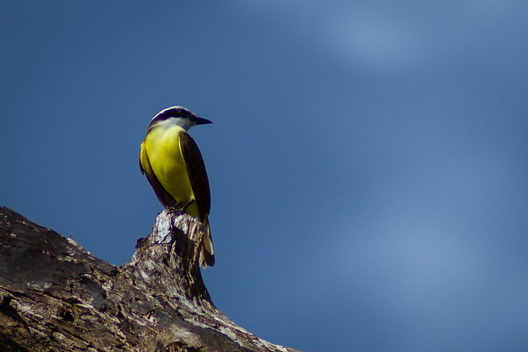 Kiskadee Bird, Drake Bay