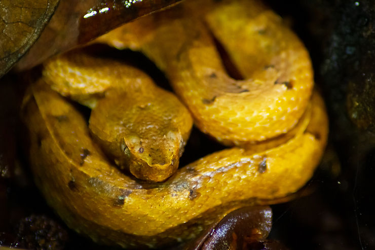 Hognose Pit Viper, The Tapir Trail, Drake Bay