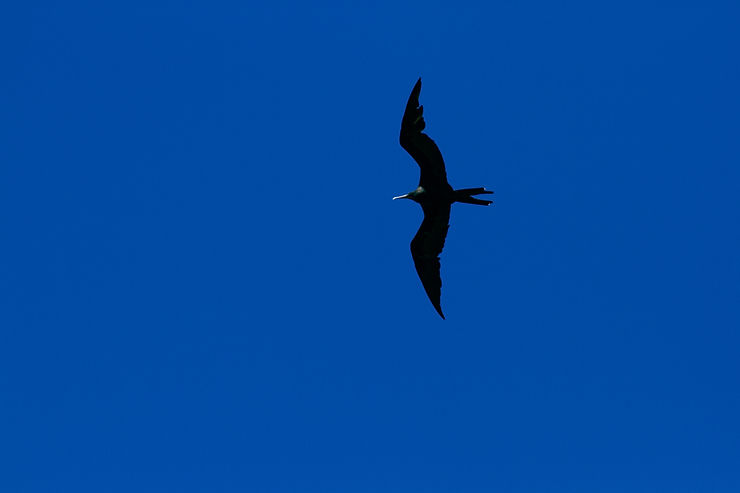 Frigate Bird, Esterillos