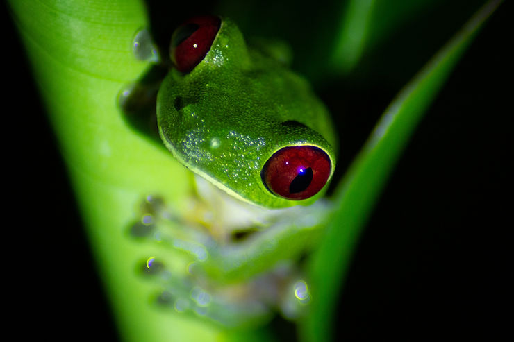 Red-eyed tree frog, The Tapir Trail, Drake Bay