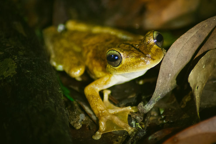 Gladiator Frog, The Tapir Trail, Drake Bay