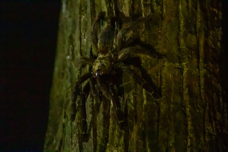 Tarantula spider, The Tapir Trail, Drake Bay