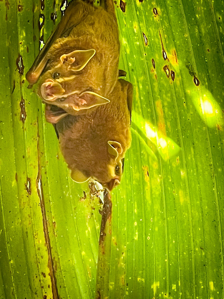 Bats, Corcovado National Park