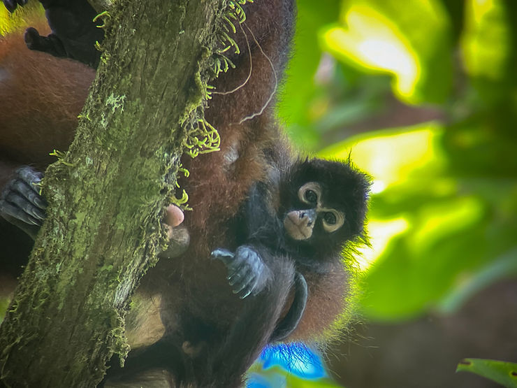 Spider Monkey Baby, Corcovado National Park