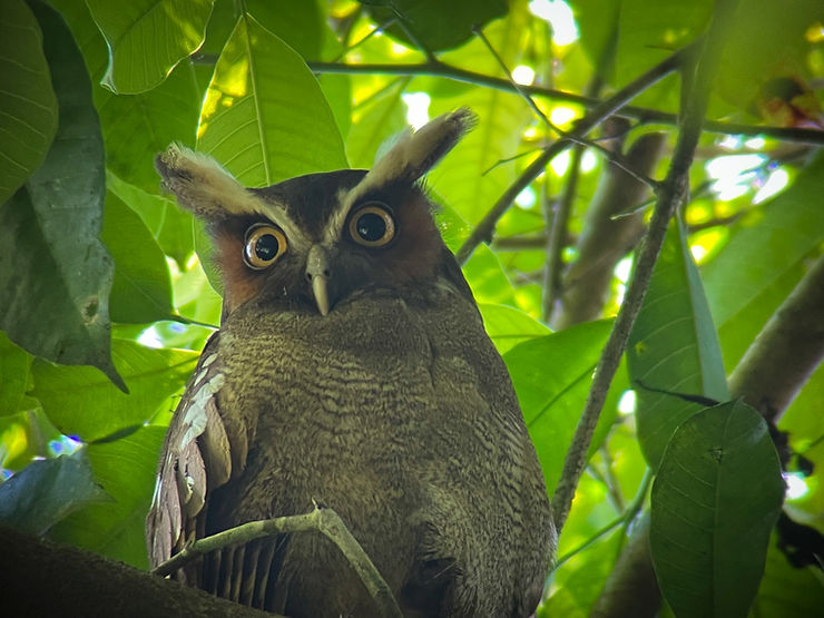 Crested Owl, Corcovado National Park