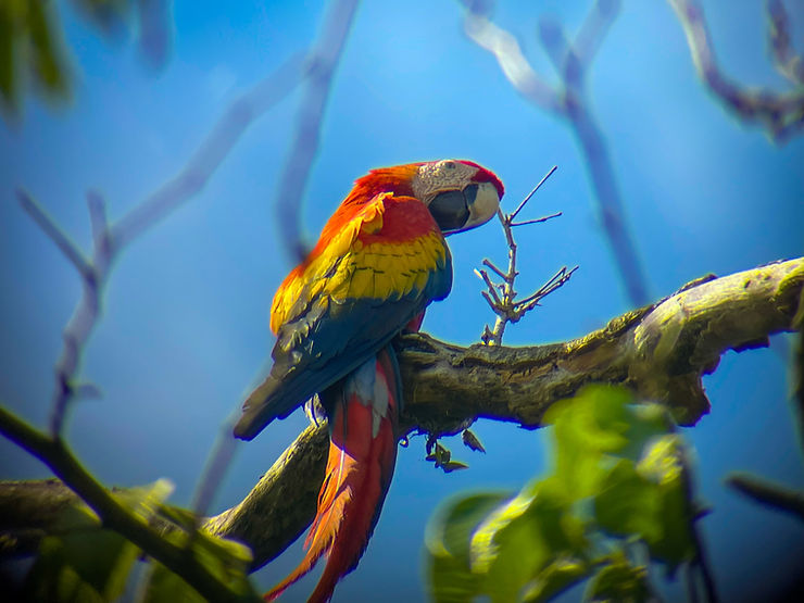 Scarlett Macaw, Corcovado National Park