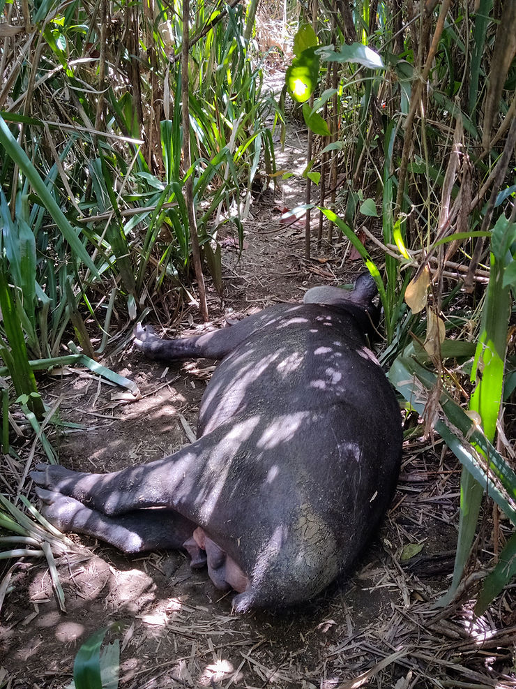 Sleeping Tapir, Corcovado National Park