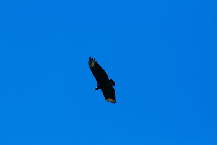 Black Vulture bird, Esterillos
