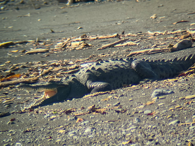 Crocodile, Corcovado National Park